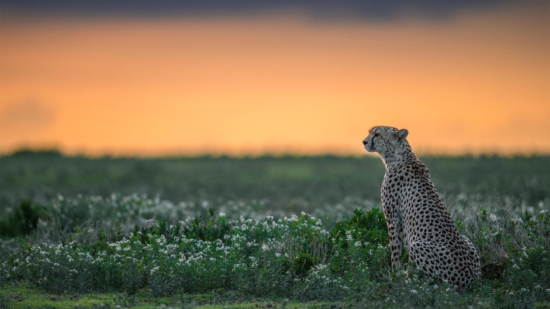 中国足球定位球得分能力研究，足球定位球技术