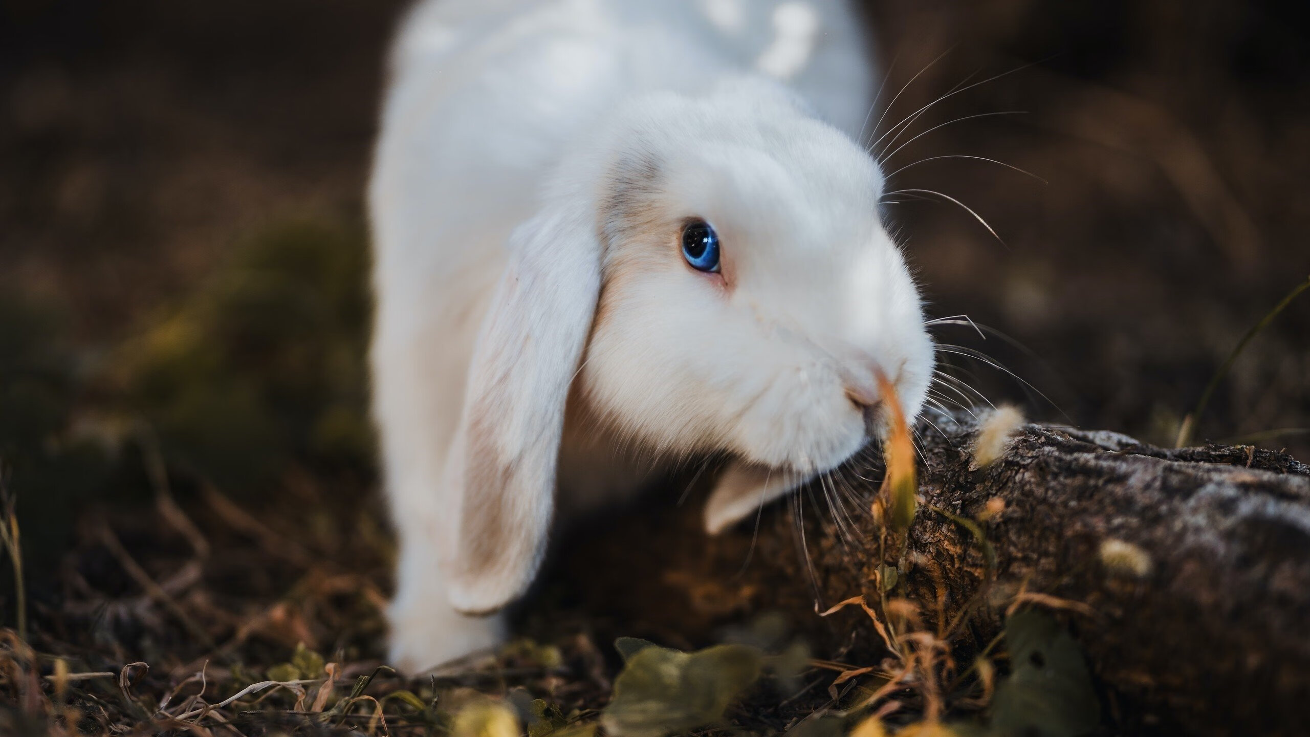 篮球专项技能创新训练方法及实战应用，篮球专项技能展示