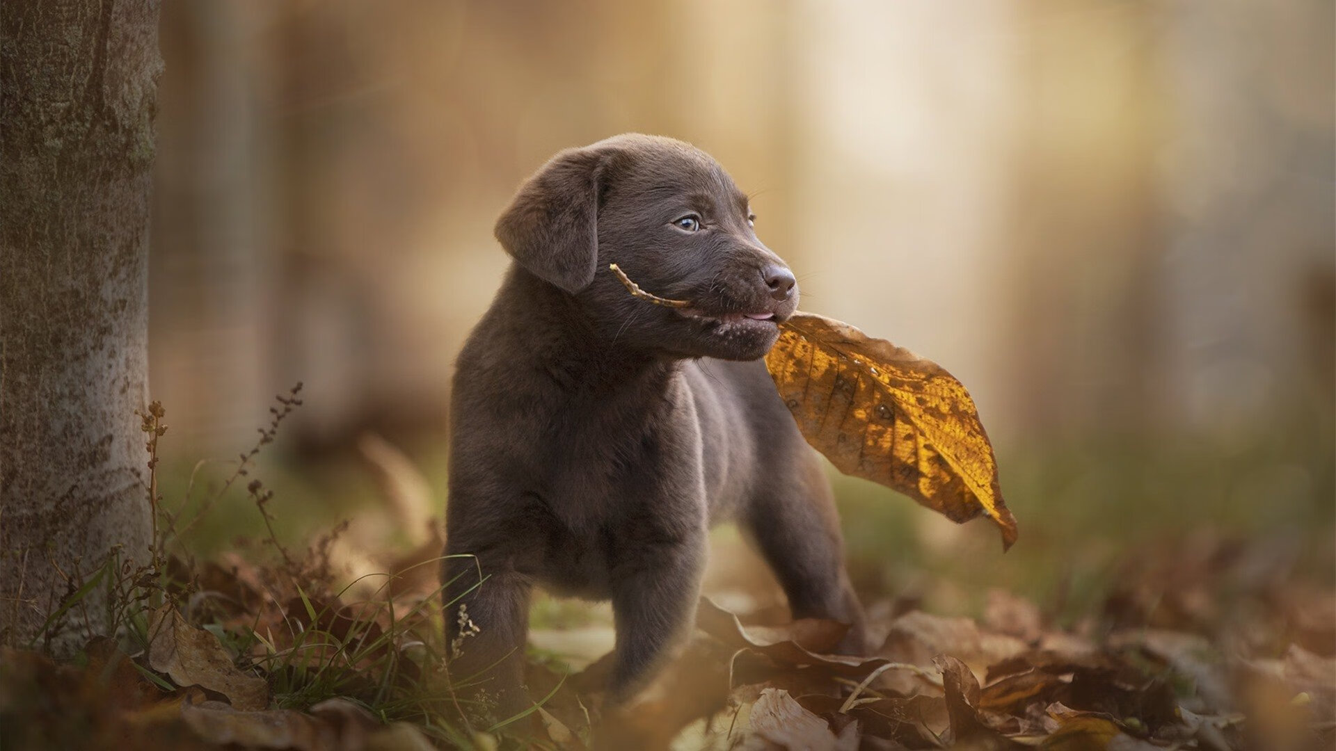 篮球专项技能训练规范标准制定,篮球专项技术