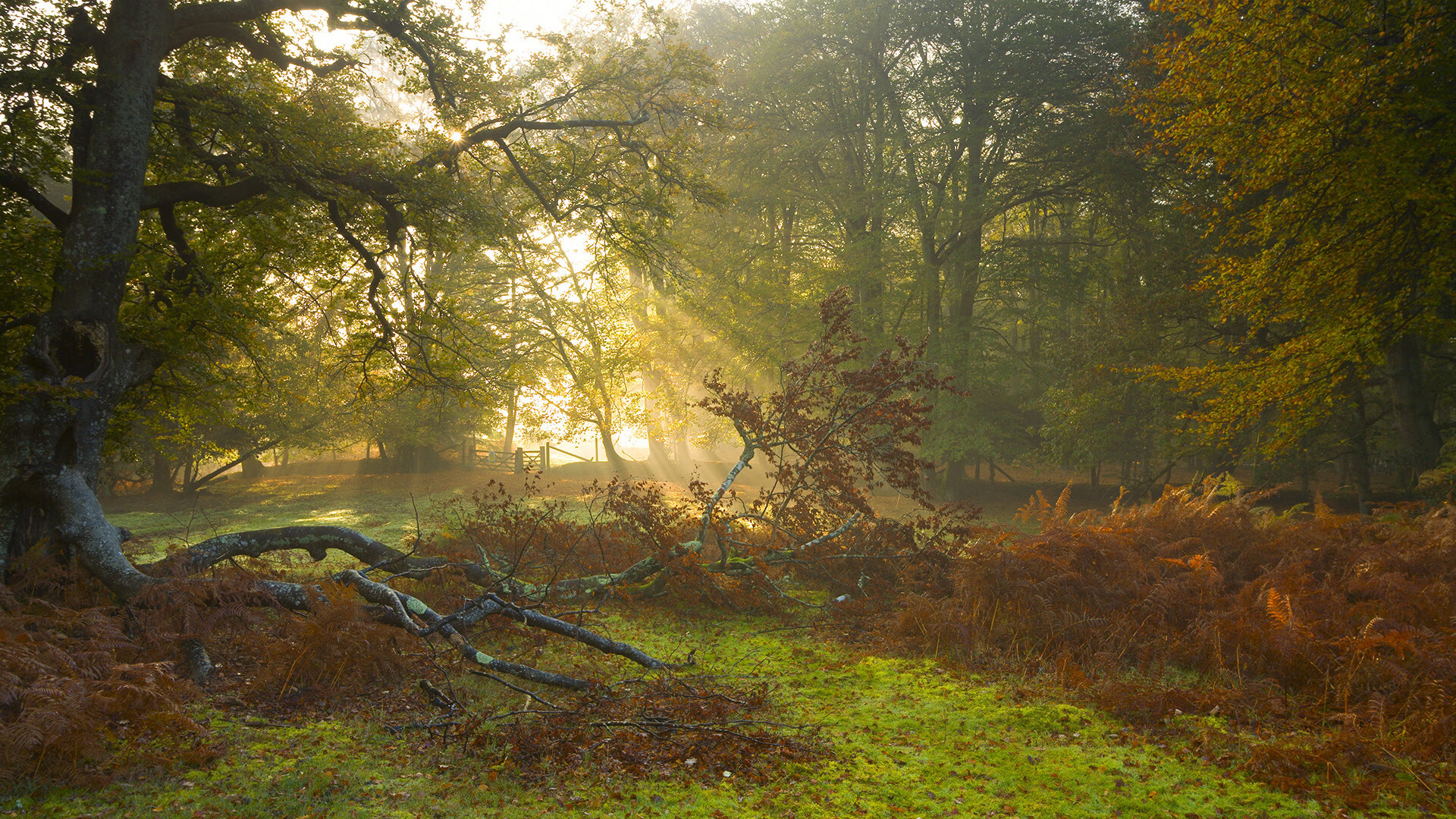 篮球运动员比赛心理压力管理与调节技术，篮球运动员的心理素质训练应把重点放在