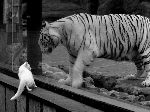 英超裁判语义分析提升VAR判罚准确性的实践研究，足球var裁判