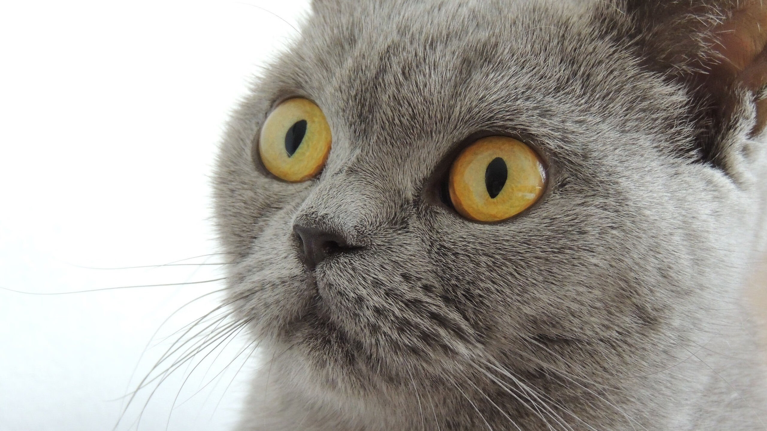 爱游戏体育官方网站-世界杯预选赛中超惨败 球迷情绪复杂，世界杯预选赛中超外援