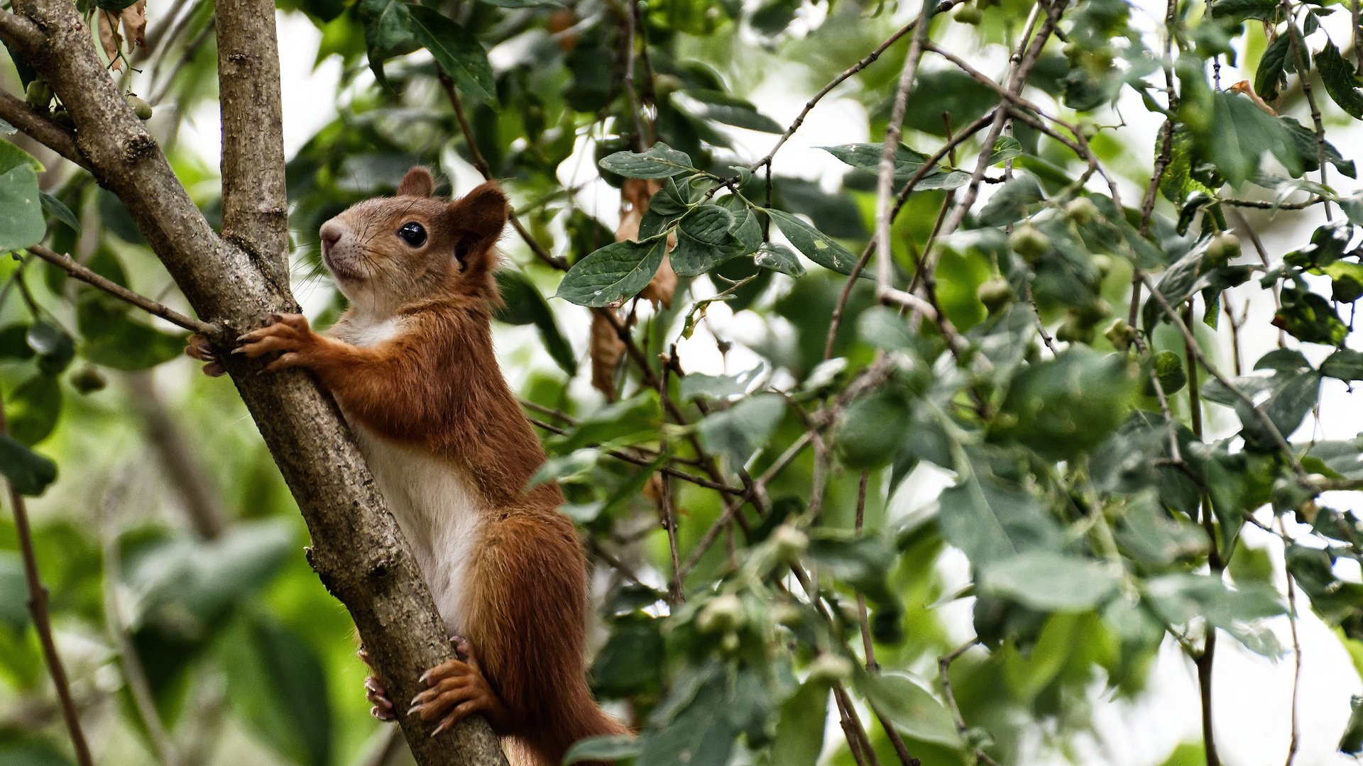 中国羽毛球公开赛广州站观众爆满，中国羽毛球公开赛地点