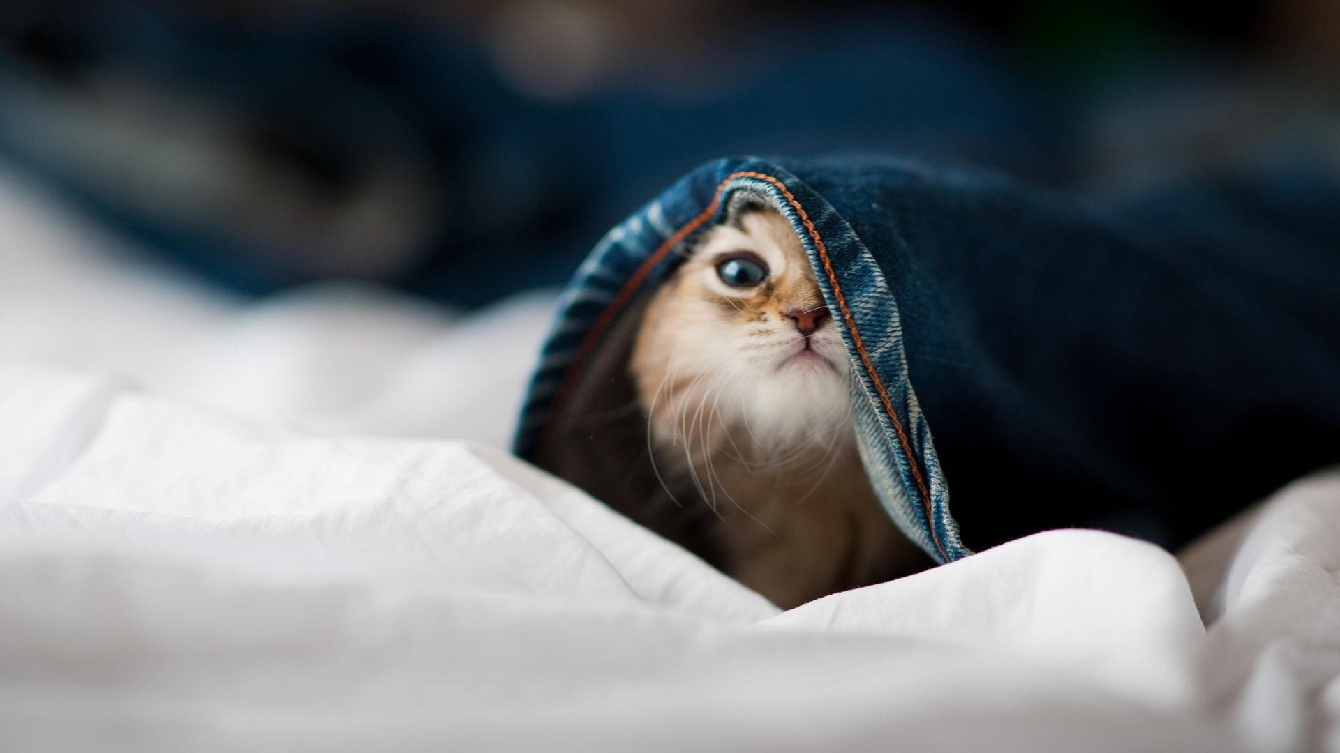 新的乒乓球赛事规则改革技术引领趋势，乒乓球比赛新规则2019