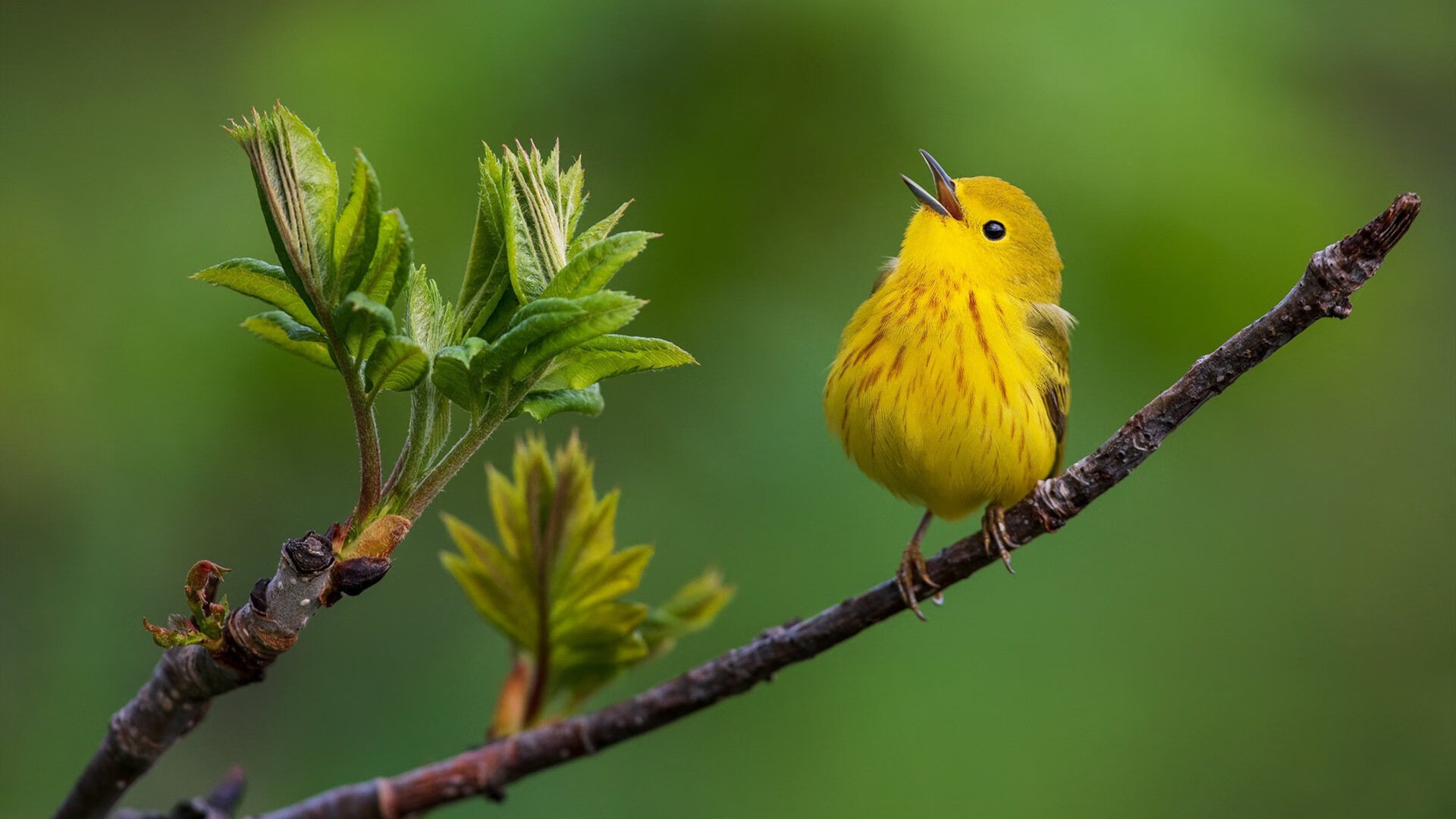 克洛普的利物浦继续深耕战术创新,冲击更高荣誉