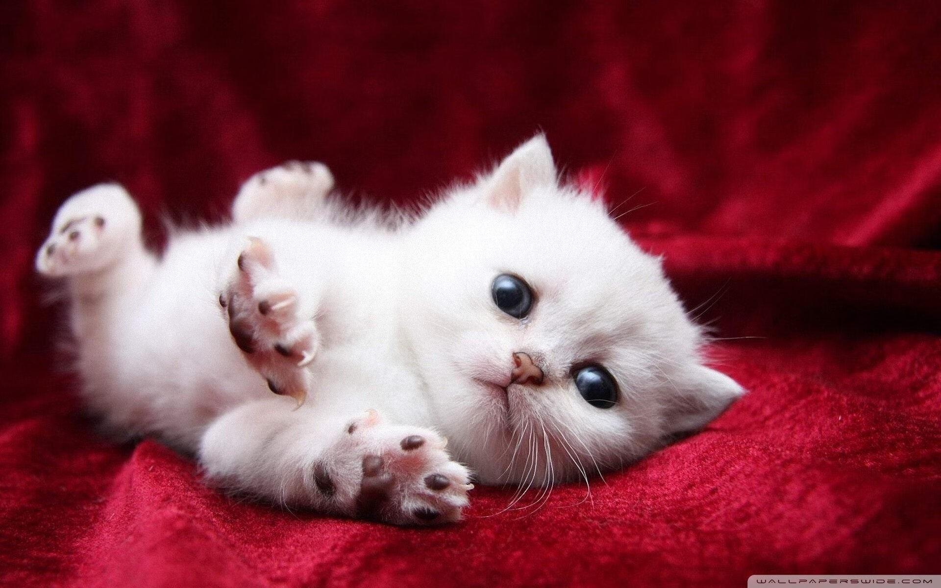 公牛核心球员个人集锦登上热搜，公牛队核心