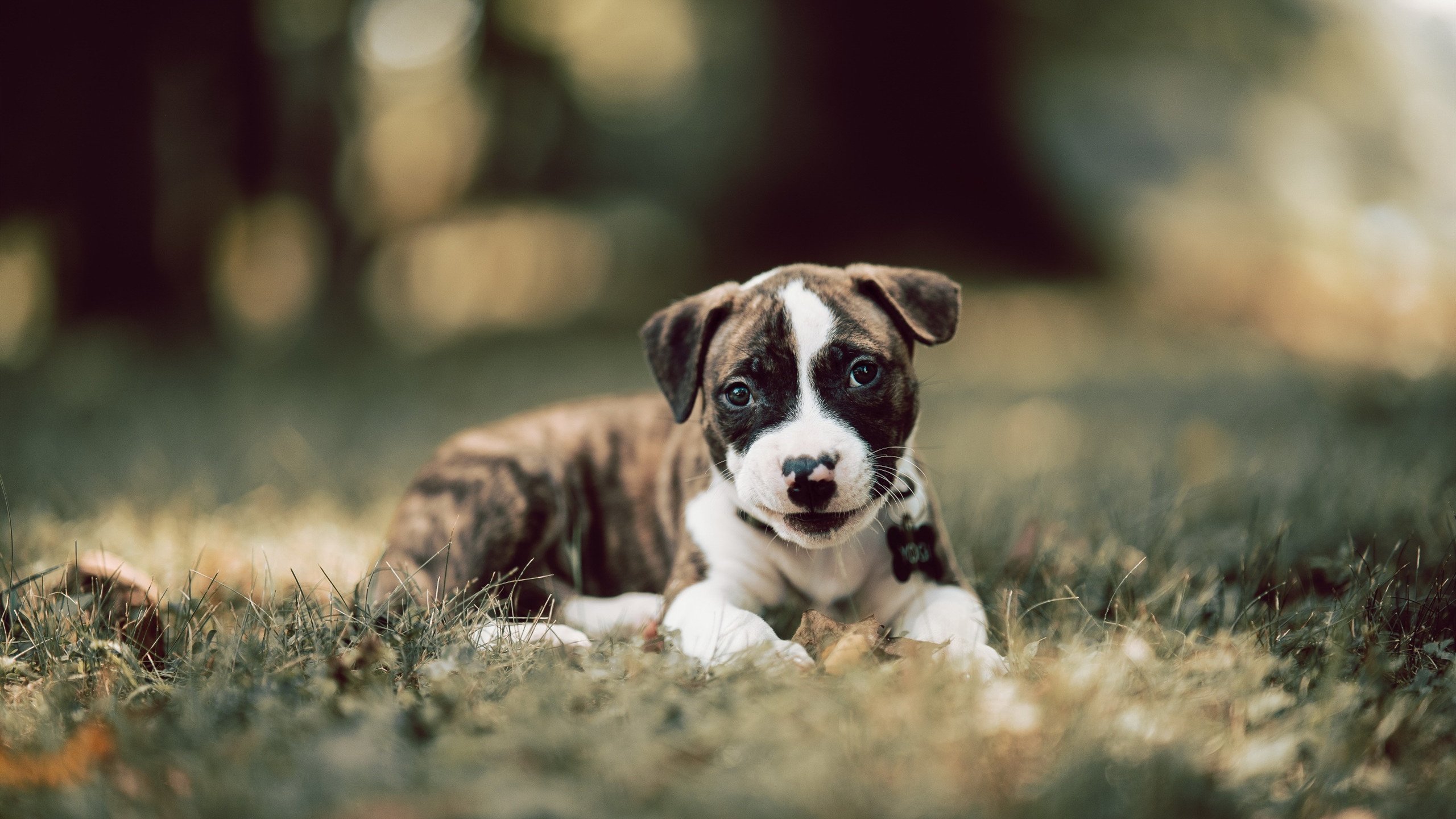 爱游戏在线登录入口-欧洲杯VAR争议再掀讨论，2020欧洲杯var