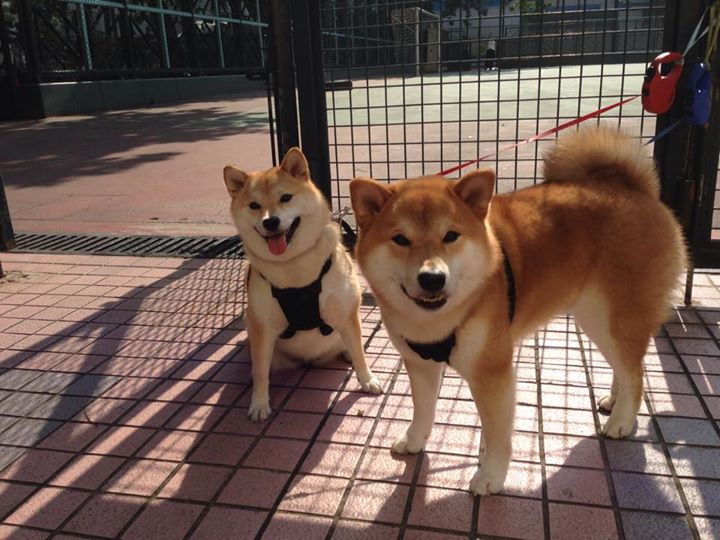 澳大利亚女篮在奥运预选赛中稳步前行,冲击奖牌