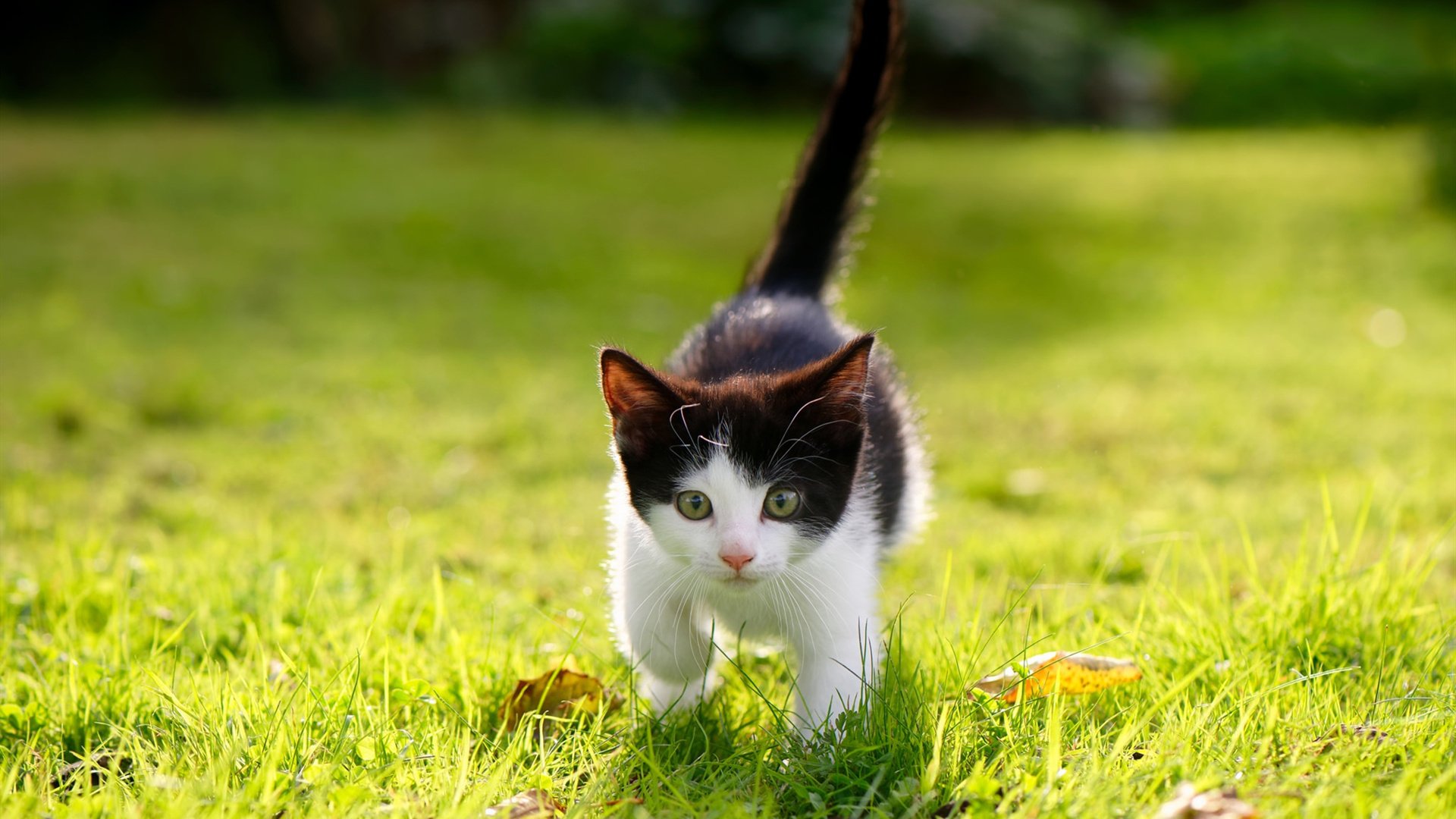 谢佩玲稳步提升成绩赢得认可,谢佩佩台湾